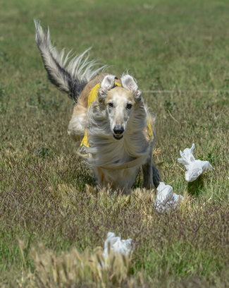 is silken windhound recognized by american kennel club